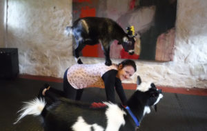 Goat pilates2